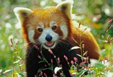 Photo of Массаж для улучшения координации движений