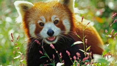 Photo of Массаж для улучшения координации движений