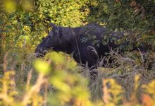 Photo of Массаж для улучшения психологической стабильности
