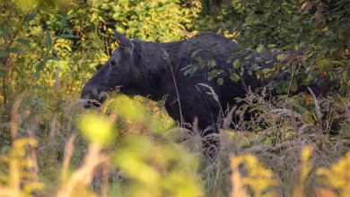 Photo of Массаж для улучшения психологической стабильности